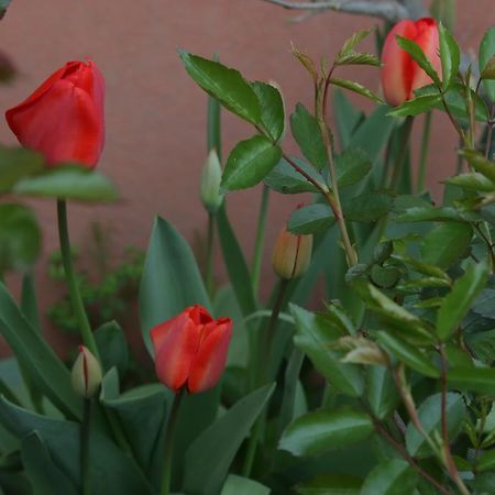 Agriturismo Cascina Della Fontana Lodi Bagian luar foto